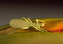 Day Lily & Snowy Tree Cricket: Boxwood