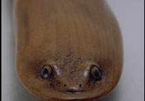 Yellow-Legged Frog: Pacific Yew