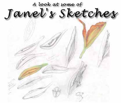 Day lilly sketches